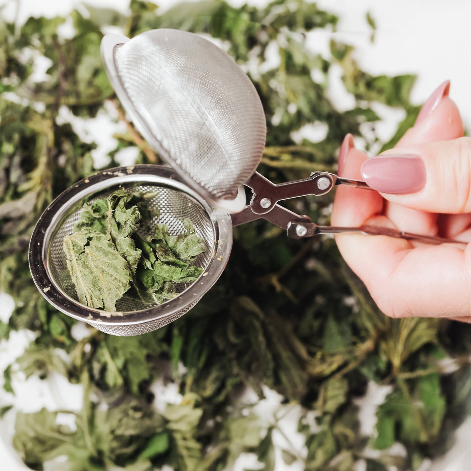 A hand with light pink nails holds a metal tea infuser filled with Ceres Gourmet Whole Leaf Nettle Tea 2.5 Oz, Natural Dried Nettle Leaves, with more nettle leaves scattered on a white surface in the background.
